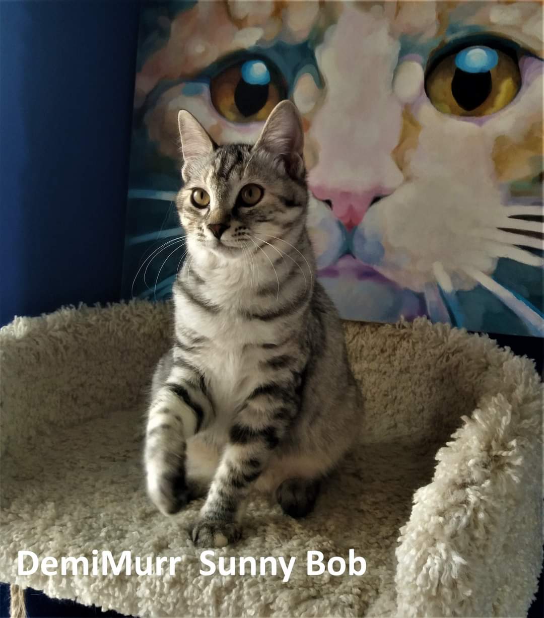 Demimurr Sunny Bob