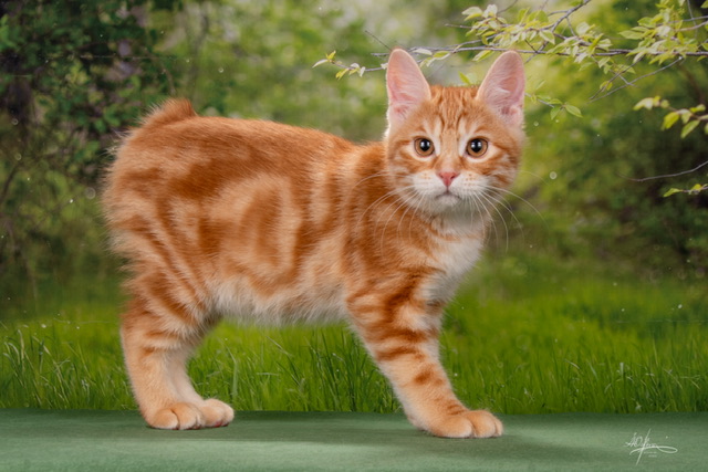 Ferdinand Order of the Phoenix 