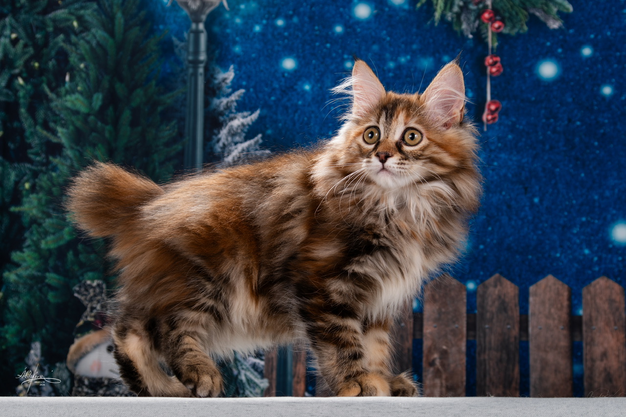 Vishenka Vesta Order of the Phoenix 