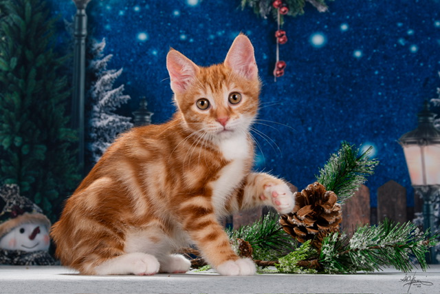 Viserion Order of the Phoenix 