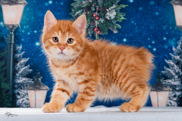 Xtreme Order of the Phoenix 