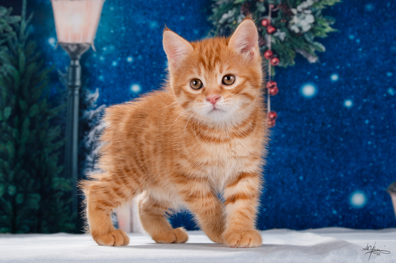 Xenia Order of the Phoenix 