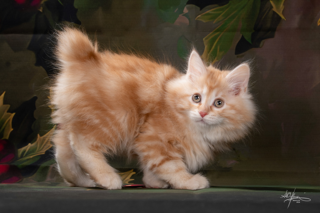 Uran Order of the Phoenix 