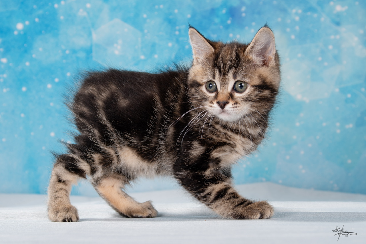 Yokohama Order of the Phoenix 