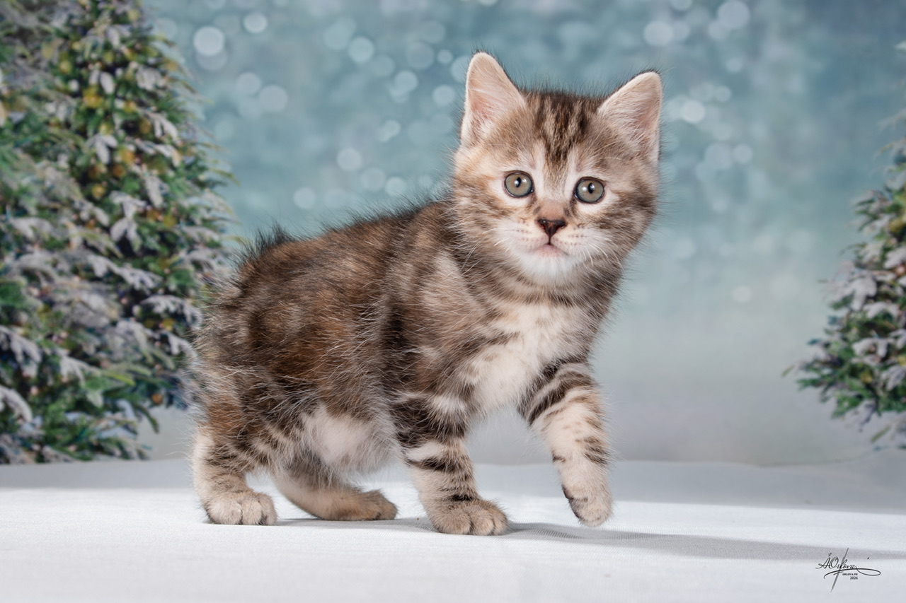 Zeta Order of the Phoenix 