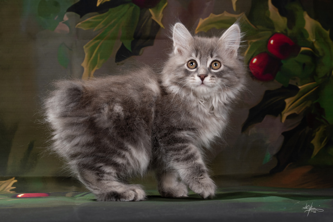 Wolfhound Order of the Phoenix 