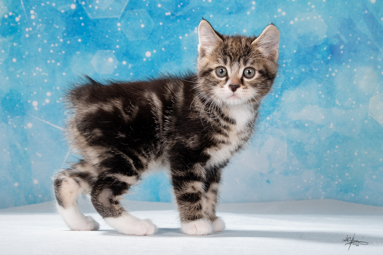 Yankee Order of the Phoenix 