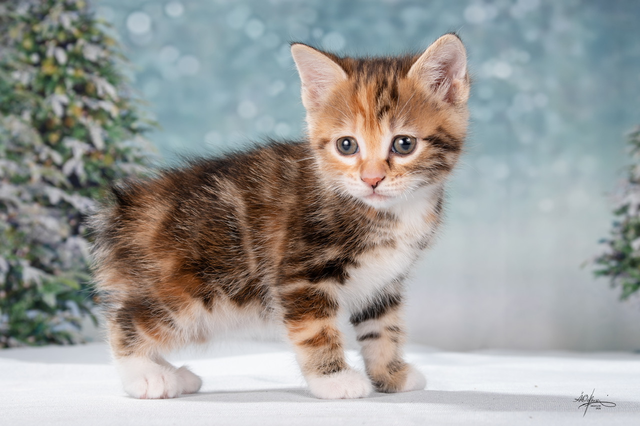 Zlata Order of the Phoenix 