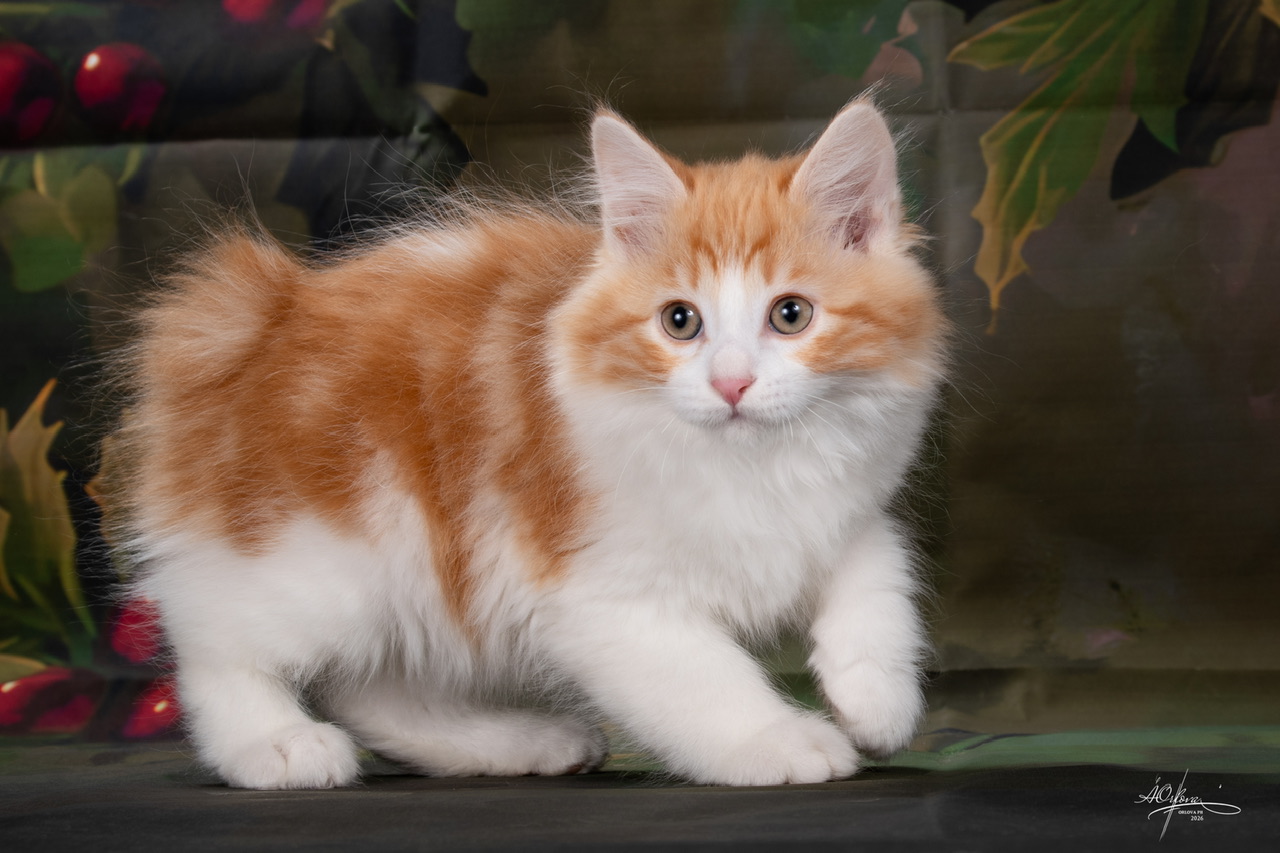 Winchester Order of the Phoenix 